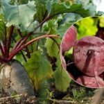 2025'te pancar ne zaman hasat edilmeli: olgun bir sebzenin iki işareti seçildi 2025’te pancar ne zaman hasat edilmeli: olgun bir sebzenin iki