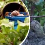 Ağustos ayında basit bir eylem: Bir bahçıvan pancarın nasıl tatlı ve sulu hale getirileceğini paylaştı Ağustos ayında basit bir eylem: Bir bahçıvan pancarın nasıl tatlı