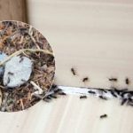 Elveda, can sıkıcı zararlılar: Karıncalardan sonsuza kadar nasıl kurtulurum Elveda, can sıkıcı zararlılar: Karıncalardan sonsuza kadar nasıl kurtulurum