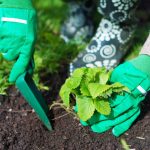 İlkbaharda çilek kovaları toplamak için sonbaharda çilek ne zaman ekilir: önemli kurallar İlkbaharda çilek kovaları toplamak için sonbaharda çilek ne zaman ekilir: