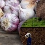 Kış sarımsakları bundan hoşlanmaz: Bir bahçıvan, kış için ideal bir bahçe yatağının sırrını keşfetti Kış sarımsakları bundan hoşlanmaz: Bir bahçıvan, kış için ideal bir