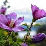 Yemyeşil bir çalı elde etmek için ebegümeci doğru şekilde nasıl