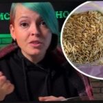 Yeşil gübre nasıl seçilir ve hasatla komşularınızı şaşırtın: bahçıvan etkili