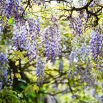 Bahçeye hangi ağaçlar dikilmemelidir: bahçıvanlar 11 bitki adını verdi