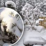 Beyaz örtü altındaki tehdit: Aşırı kar bitkilere zarar verebileceğinde