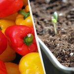 Biber fidesi dikme zamanı: nasıl yapılır ve en iyi tarihler