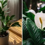 Evde yetiştirmesi en kolay bitki hangisidir: hafif ve güzel iç