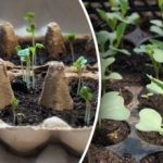 Ocak ayında fidelere ne ekilir: filizler en güçlü olacak