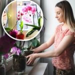 Sadece su değil: Uzman orkidenin çiçek açmasını engelleyen üç şeyin