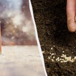 Zaten Mayıs ayında tam bir bahçe olacak: Şubat ayında fideler